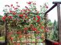 IMAGE0011.JPG Kopie.jpg
